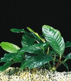 Anubias-Barteri-Coffeefoli-300x342.webp