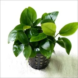 anubias-barteri-nana-300x300.webp