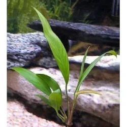 Anubias-Congensis-300x300.webp