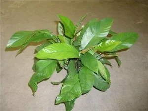Anubias-Frazeri--300x224.webp