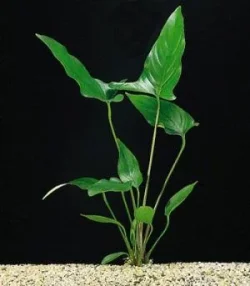 Anubias-hastifolia-300x343.webp