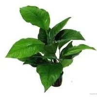 anubiasheterophylla-anthurium.webp