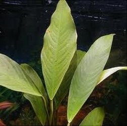 anubias-lanceolatal-300x298.jpg