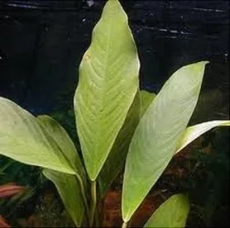 anubias-lanceolatal-300x298.webp