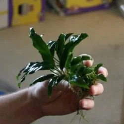 Anubias-Minima-300x300.webp
