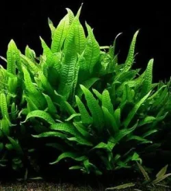 Java-Fern-300x334.webp