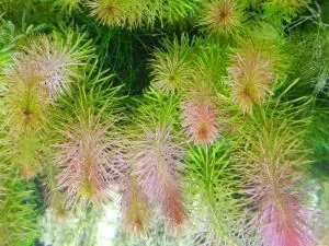 Rotala-Wallichii-300x225.webp