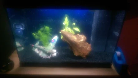Tank with decor.webp Tank with decor.webp