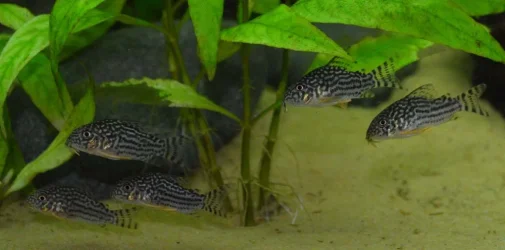 corydora sterbae small.webp