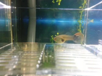 guppy1.webp