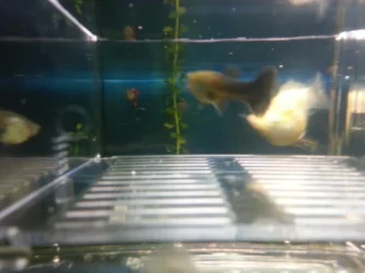 guppy2.webp