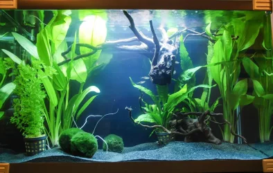 fish464.webp