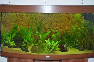 tank_0138.webp