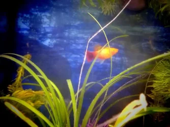 fish 18.webp