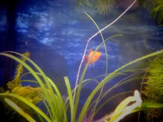 fish 19.webp