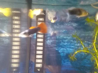 fish 8.webp