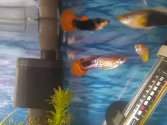 fish 9.webp