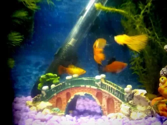 fish 14.webp