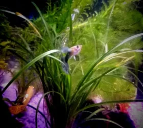 fish 23.webp