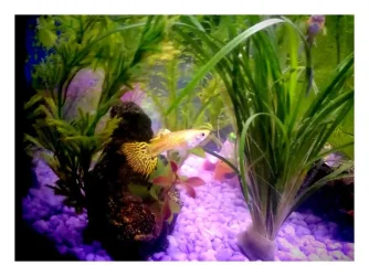 fish 22.webp