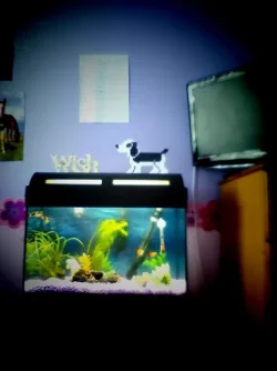 fish tank 2.webp