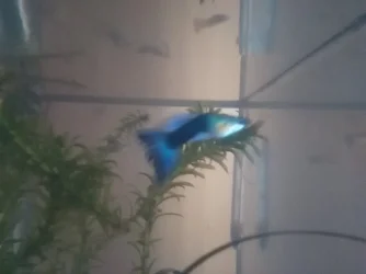 fish 10.webp