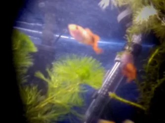 fish 17.webp