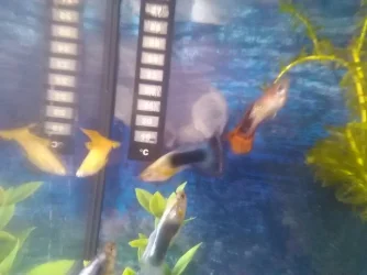 fish.webp
