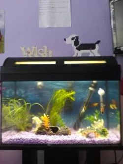 fish tank 4.webp