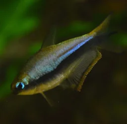 emperor male.webp