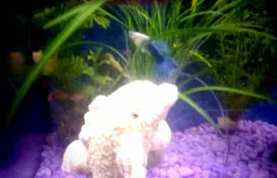 fish 21.webp