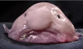 blob.webp