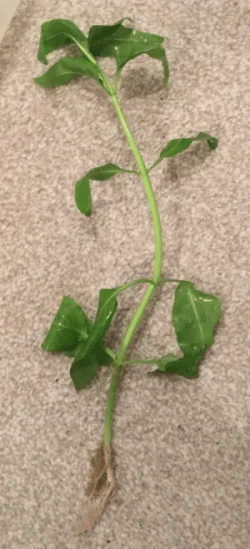 Plant1.webp