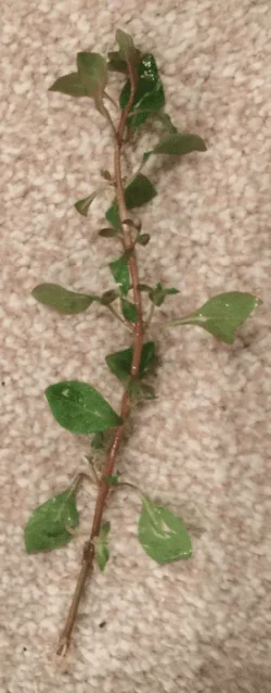 Plant2.webp
