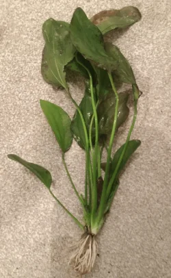 Plant3.webp