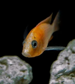 fish.webp