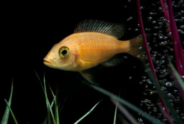 fish2.webp