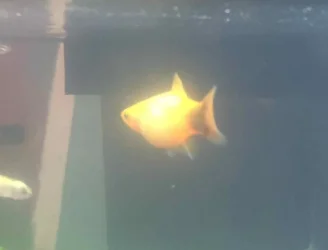 platy.webp
