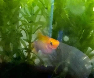 platy new.webp
