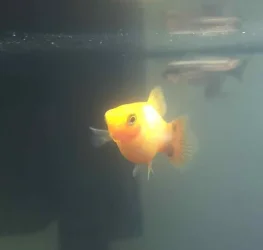 platy2.webp