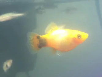 platy3.webp