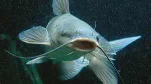 fish 1.webp