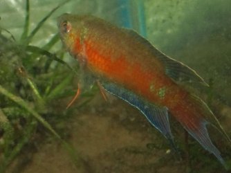 IMG_3836 (640x480) (2) - Copy.jpg