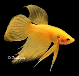 yellow betta.webp