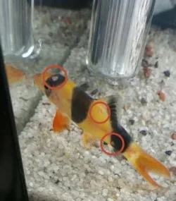 ClownLoach.webp ClownLoach.webp