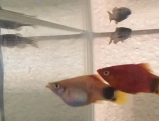 fish 3.webp