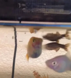 fish 2 12-30-14.webp