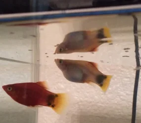fish 3 12-30-14.webp