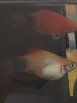 fishcloseup-001.webp