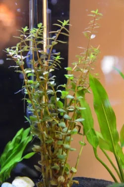 Bacopa5inchesgrowth.webp Bacopa5inchesgrowth.webp